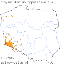 wystepowanie - Chrysosplenium oppositifolium (śledziennica naprzeciwlistna)