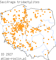 wystepowanie - Saxifraga tridactylites (skalnica trójpalczasta)