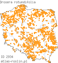 wystepowanie - Drosera rotundifolia (rosiczka okrągłolistna)
