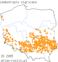 wystepowanie - Lembotropis nigricans (szczodrzyk czerniejący)