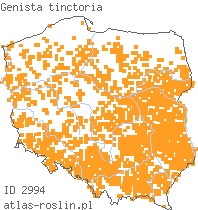 wystepowanie - Genista tinctoria (janowiec barwierski)