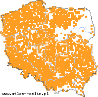 wystepowanie - Lotus uliginosus (komonica błotna)