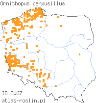 wystepowanie - Ornithopus perpusillus (seradela drobna)