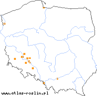 wystepowanie - Lathyrus nissolia (groszek liściakowy)