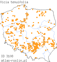 wystepowanie - Vicia tenuifolia (wyka długożagielkowa)