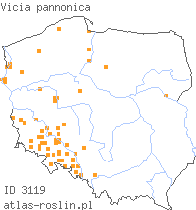 wystepowanie - Vicia pannonica (wyka pannońska)