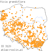 wystepowanie - Vicia grandiflora (wyka wielkokwiatowa)