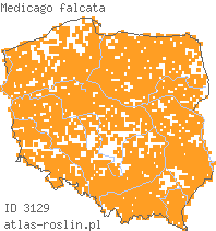 wystepowanie - Medicago falcata (lucerna sierpowata)