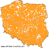 wystepowanie - Melilotus alba (nostrzyk biały)