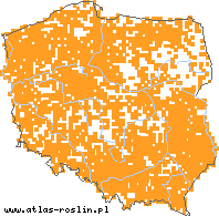 wystepowanie - Melilotus officinalis (nostrzyk żółty)