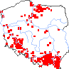 wystepowanie - Melilotus altissima (nostrzyk wyniosły)