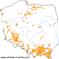 wystepowanie - Melilotus altissima (nostrzyk wyniosły)