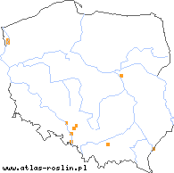 wystepowanie - Melilotus wolgica (nostrzyk wołżański)