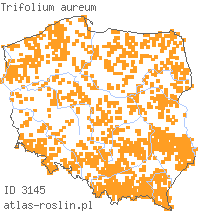 wystepowanie - Trifolium aureum (koniczyna złocistożółta)