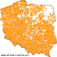 wystepowanie - Trifolium dubium (koniczyna drobnogłówkowa)