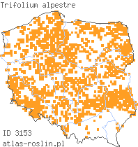 wystepowanie - Trifolium alpestre (koniczyna dwukłosowa)