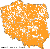 wystepowanie - Trifolium hybridum agg. (koniczyna białoróżowa (agg.))