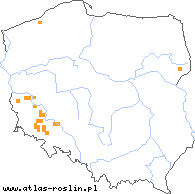 wystepowanie - Trifolium striatum (koniczyna kreskowana)