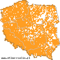 wystepowanie - Acer platanoides (klon pospolity)