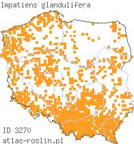 wystepowanie - Impatiens glandulifera (niecierpek himalajski)