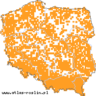 wystepowanie - Impatiens noli-tangere (niecierpek pospolity)