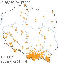 wystepowanie - Polygala oxyptera (krzyżownica ostroskrzydełkowa)