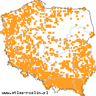 wystepowanie - Circaea lutetiana (czartawa pospolita)