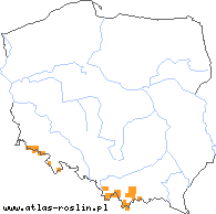 wystepowanie - Epilobium alsinifolium (wierzbownica mokrzycowa)