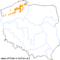 wystepowanie - Myriophyllum alterniflorum (wywłócznik skrętoległy)