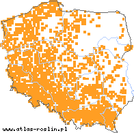 wystepowanie - Hedera helix (bluszcz pospolity)