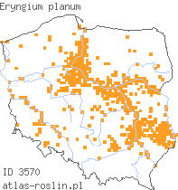 wystepowanie - Eryngium planum (mikołajek płaskolistny)