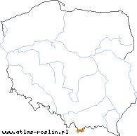 wystepowanie - Bupleurum ranunculoides (przewiercień jaskrowaty)