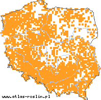 wystepowanie - Pastinaca sativa (pasternak zwyczajny)