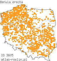 wystepowanie - Berula erecta (potocznik wąskolistny)