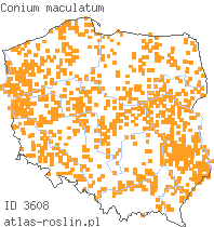 wystepowanie - Conium maculatum (szczwół plamisty)