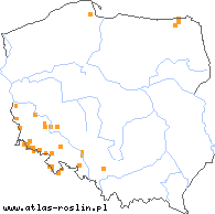 wystepowanie - Peucedanum ostruthium (gorysz miarz)