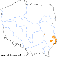 wystepowanie - Peucedanum alsaticum (gorysz alzacki)