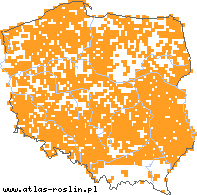 wystepowanie - Peucedanum palustre (gorysz błotny)