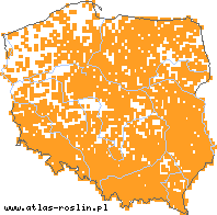 wystepowanie - Carum carvi (kminek zwyczajny)