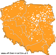 wystepowanie - Aegopodium podagraria (podagrycznik pospolity)