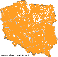 wystepowanie - Caltha palustris (knieć błotna)