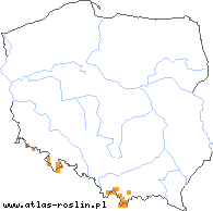 wystepowanie - Mutellina purpurea (marchwica pospolita)