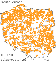 wystepowanie - Cicuta virosa (szalej jadowity)