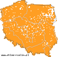 wystepowanie - Heracleum sphondylium (barszcz zwyczajny agg.)