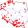 wystepowanie - Heracleum mantegazzianum (barszcz Mantegazziego)