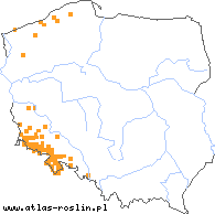 wystepowanie - Myrrhis odorata (marchewnik anyżowy)