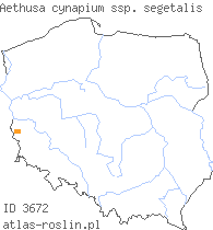 wystepowanie - Aethusa cynapium ssp. segetalis (blekot pospolity polny)