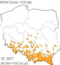 wystepowanie - Anthriscus nitida (trybula lśniąca)