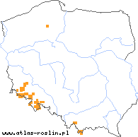 wystepowanie - Angelica archangelica ssp. archangelica (dzięgiel litwor typowy)