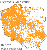 wystepowanie - Chaerophyllum temulum (świerząbek gajowy)